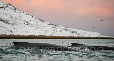 BB 13 0262 / Megaptera novaeangliae / Knølhval